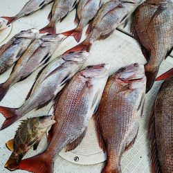 タイラバ遊漁船 ワンピース 釣果