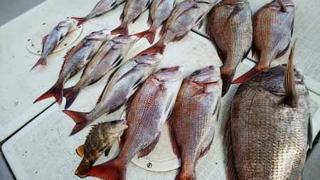 タイラバ遊漁船 ワンピース 釣果