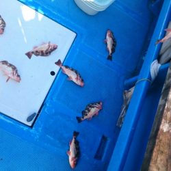 海龍丸（石川） 釣果