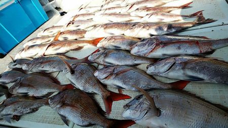 タイラバ遊漁船 ワンピース 釣果