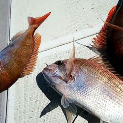 タイラバ遊漁船 ワンピース 釣果