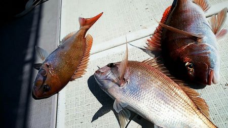 タイラバ遊漁船 ワンピース 釣果