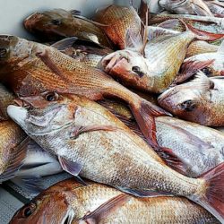 タイラバ遊漁船 ワンピース 釣果