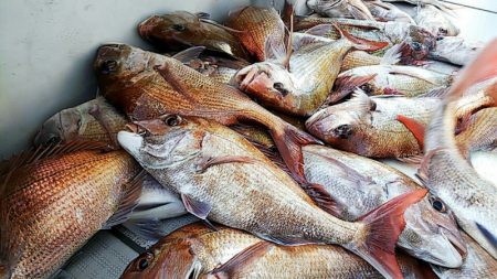 タイラバ遊漁船 ワンピース 釣果