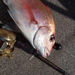 ARCADIAⅡ （アルカディアⅡ） 釣果