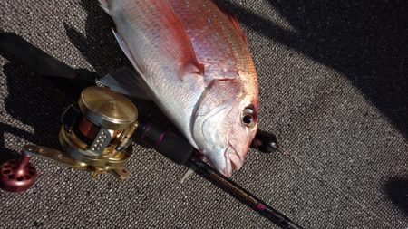 ARCADIAⅡ （アルカディアⅡ） 釣果