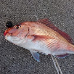 ARCADIAⅡ （アルカディアⅡ） 釣果