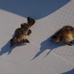 遊漁船 家入 釣果