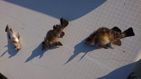 遊漁船 家入 釣果