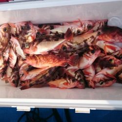 海龍丸（石川） 釣果