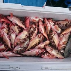 海龍丸（石川） 釣果