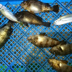 小島丸 釣果