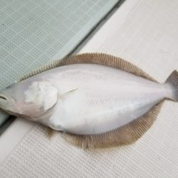 アマテラス 釣果