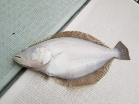 アマテラス 釣果