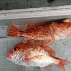 アマテラス 釣果