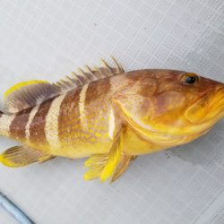 アマテラス 釣果