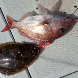 タイラバ遊漁船 ワンピース 釣果