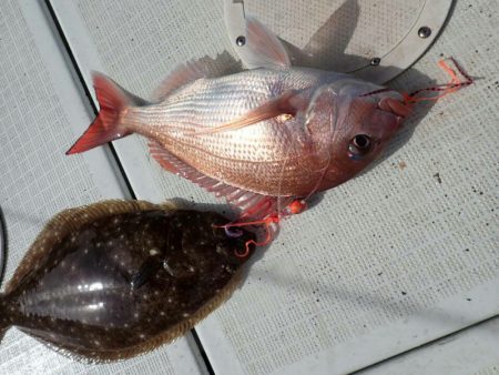 タイラバ遊漁船 ワンピース 釣果