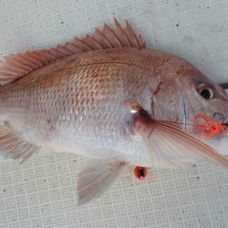 タイラバ遊漁船 ワンピース 釣果