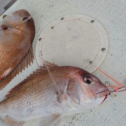 タイラバ遊漁船 ワンピース 釣果