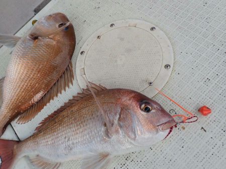 タイラバ遊漁船 ワンピース 釣果