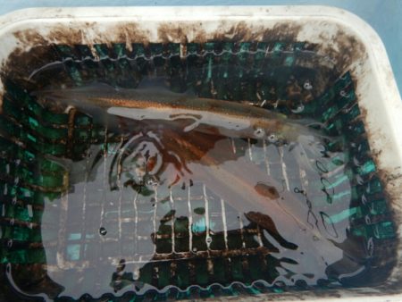 きずなまりん 釣果