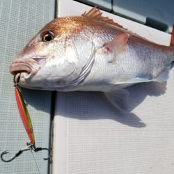 アマテラス 釣果