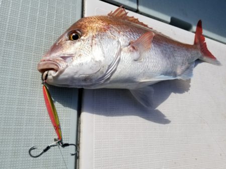 アマテラス 釣果