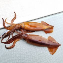 アマテラス 釣果