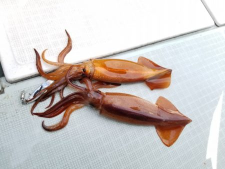 アマテラス 釣果