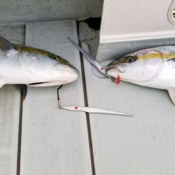 アマテラス 釣果