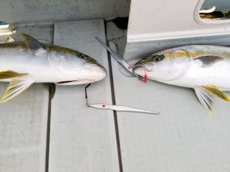 アマテラス 釣果