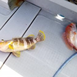 アマテラス 釣果