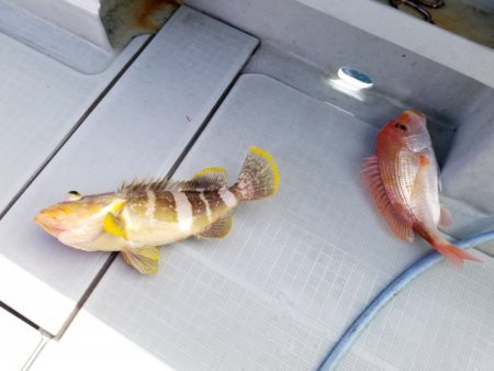 アマテラス 釣果