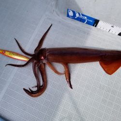 アマテラス 釣果