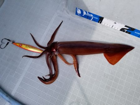 アマテラス 釣果