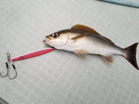 アマテラス 釣果