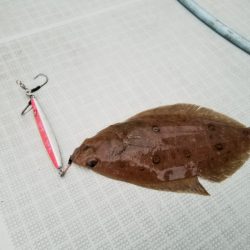 アマテラス 釣果