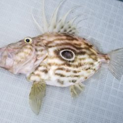 アマテラス 釣果