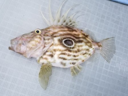 アマテラス 釣果