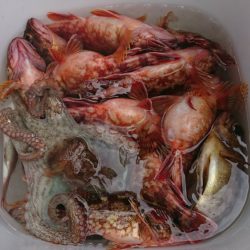 遊漁船　家入 釣果