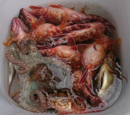 遊漁船　家入 釣果