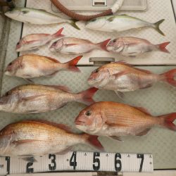 オーシャンスター(Ocean Star) 釣果