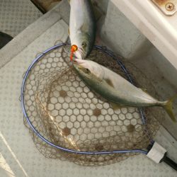 オーシャンスター(Ocean Star) 釣果