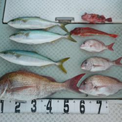 オーシャンスター(Ocean Star) 釣果