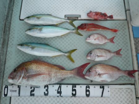 オーシャンスター(Ocean Star) …