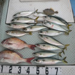 オーシャンスター(Ocean Star) 釣果