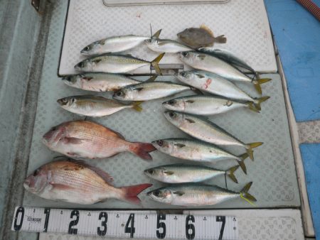 オーシャンスター(Ocean Star) 釣果