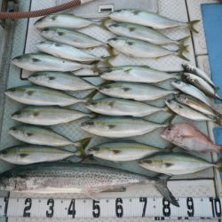 オーシャンスター(Ocean Star) 釣果