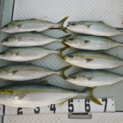 オーシャンスター(Ocean Star) 釣果